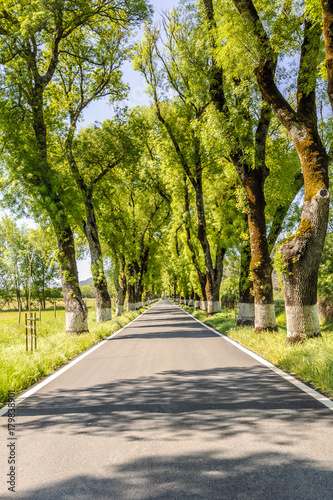 highway in perspective surrounded with trees inside Portugal.