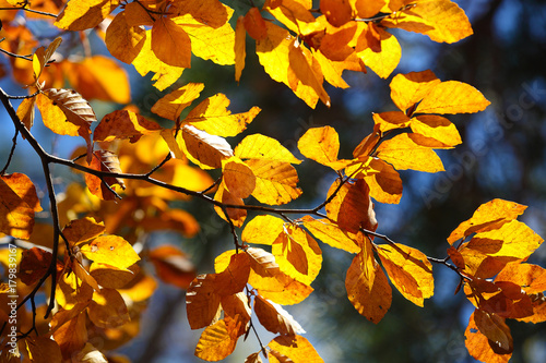 Autumn yellow leaves of poplar against blue sky