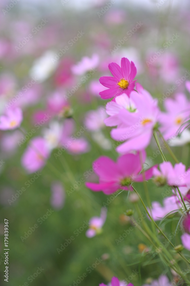 Cosmos Cosmos