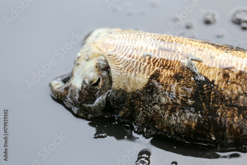 Cuttlefish or cuttles are marine animals of the order Sepiida. They belong to the class Cephalopoda for education in nature. photo