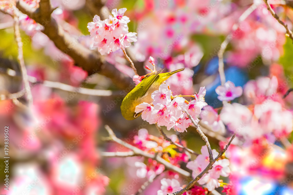 The Japanese White-eye.The background is cherry blossoms. Located in Tokyo Prefecture Japan. The Japanese White-eye.The background is cherry blossoms. Located in Tokyo Prefecture Japan.