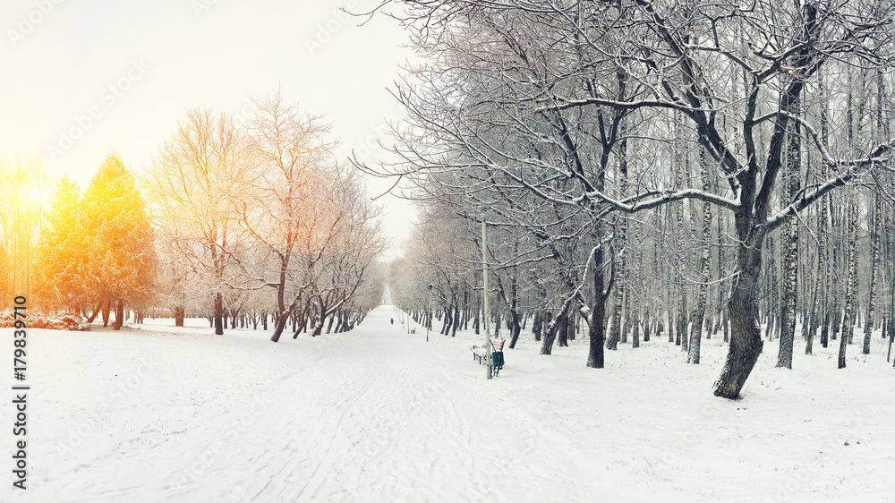 Fototapeta premium Park bench and trees covered by heavy snow