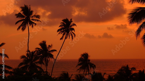 Zachód słońca palmy