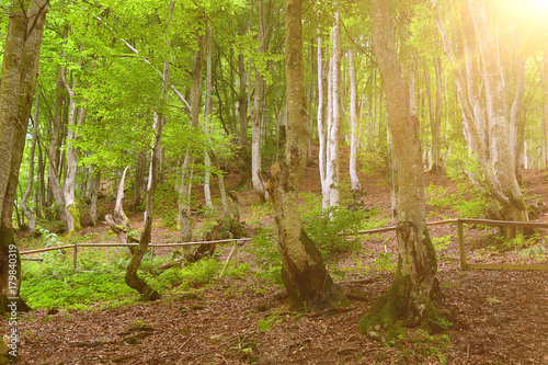 Fototapeta Naklejka Na Ścianę i Meble -  European forest. Green trees