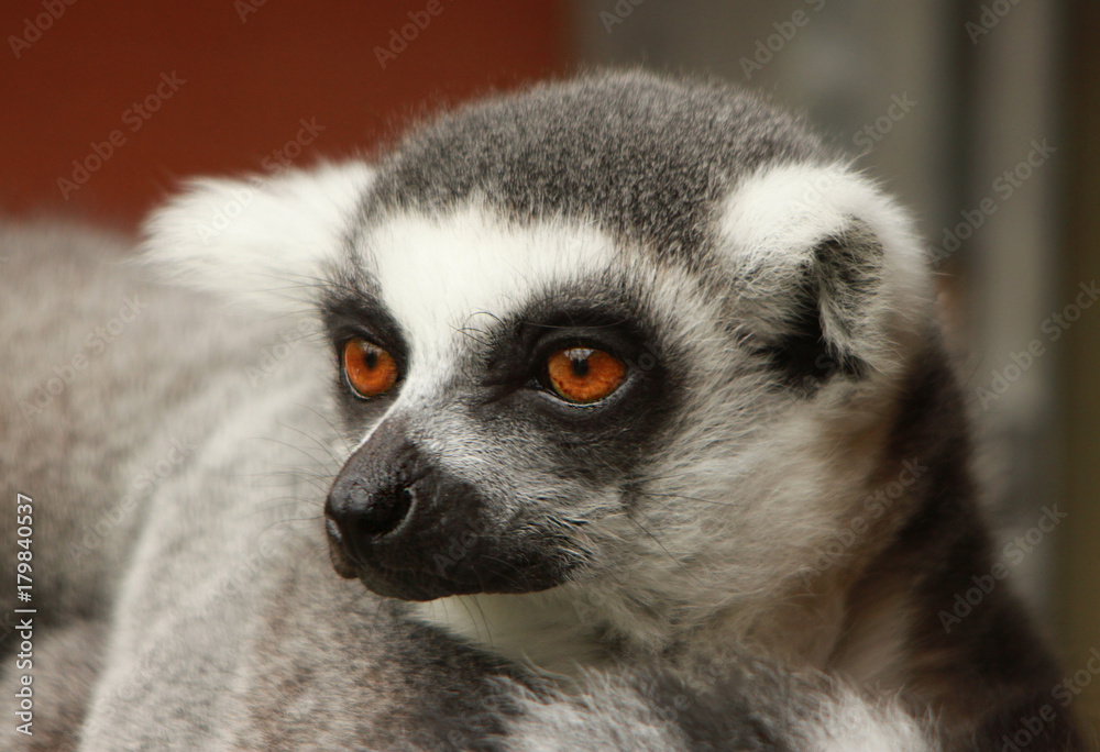 Obraz premium Lemur
