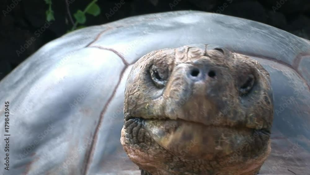 Lonely George is world famous tortoise turtle 400 years old in Galapagos. Amazing reptiles. Wildlife animals. Nature of Ecuador. Herbivorous inhabitants of ocean.
