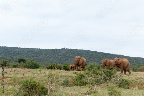 Elephants running to the dam