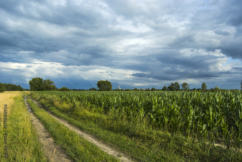 Fototapeta premium Road at the cornfield