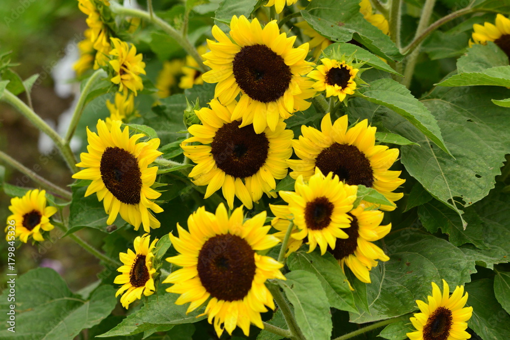 Fototapeta premium Large Wildflowers in Iowa