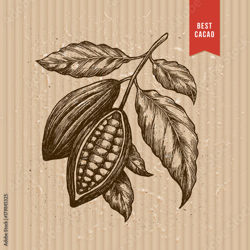 Cocoa beans tree illustration. Engraved style illustration. Vector illustration