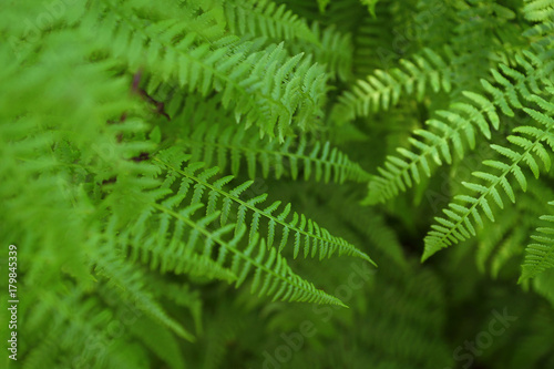 Fern leaves, Close-up, Forest background