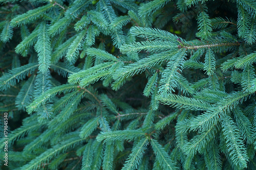 Green coniferous background photo