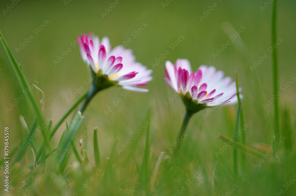 Fototapeta premium two daisies (bellis perennis) - closeup