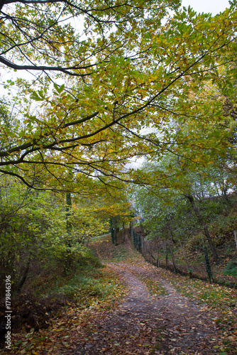 Wallpaper Mural autunno Torontodigital.ca