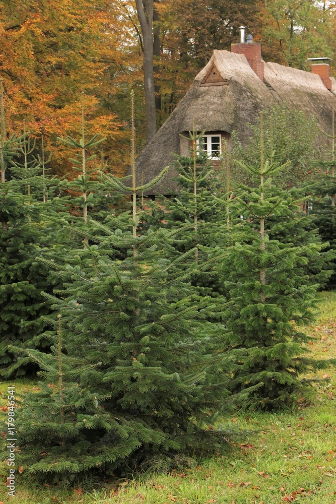 Weihnachtsbaum, Tannenbaum, Nordmanntanne Stock Photo Adobe Stock