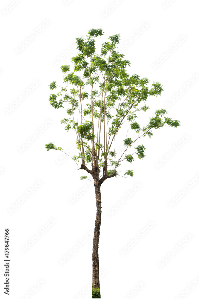 Tree isolated on white background