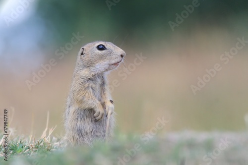 Young european ground squirrel standing in the grass. (Spermophilus citellus) Wildlife scene from nature. Ground squirrel on meadow