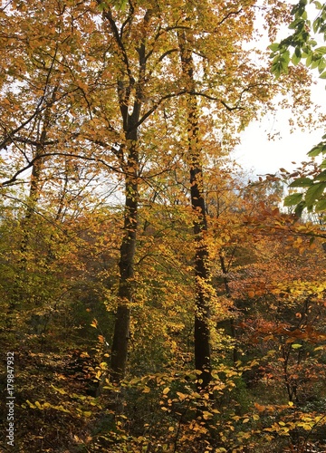 The Colors of Autumn