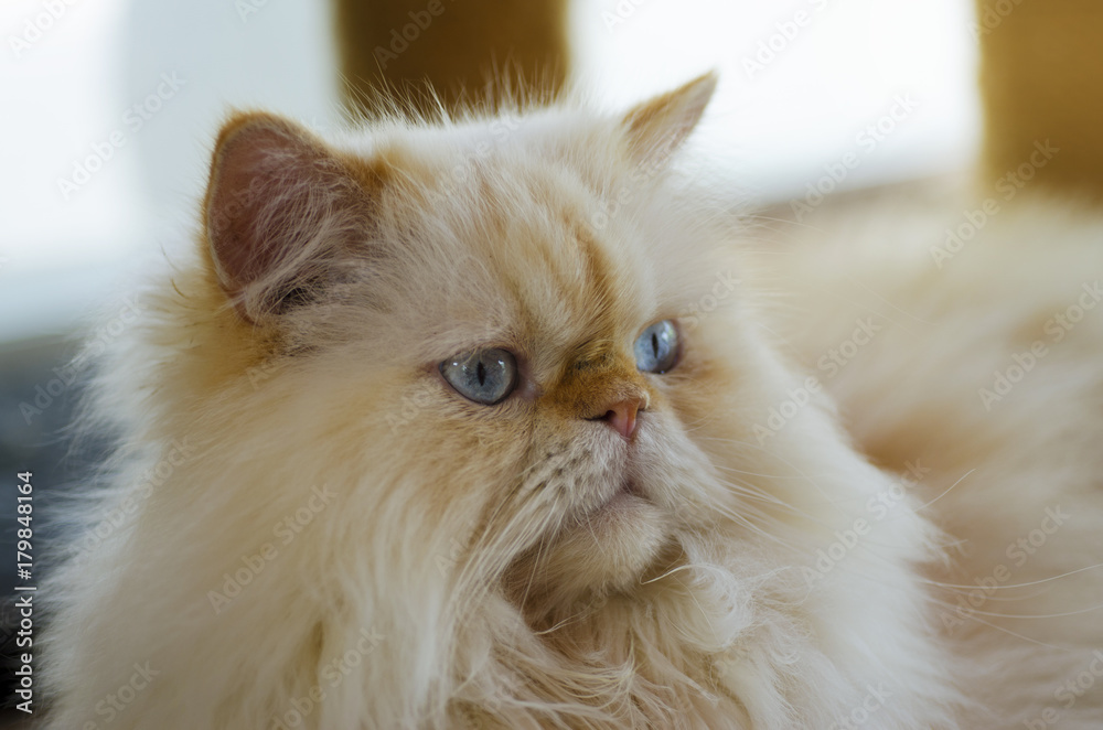 Blurred for background.Orange Persian Cat and Blue eyes.