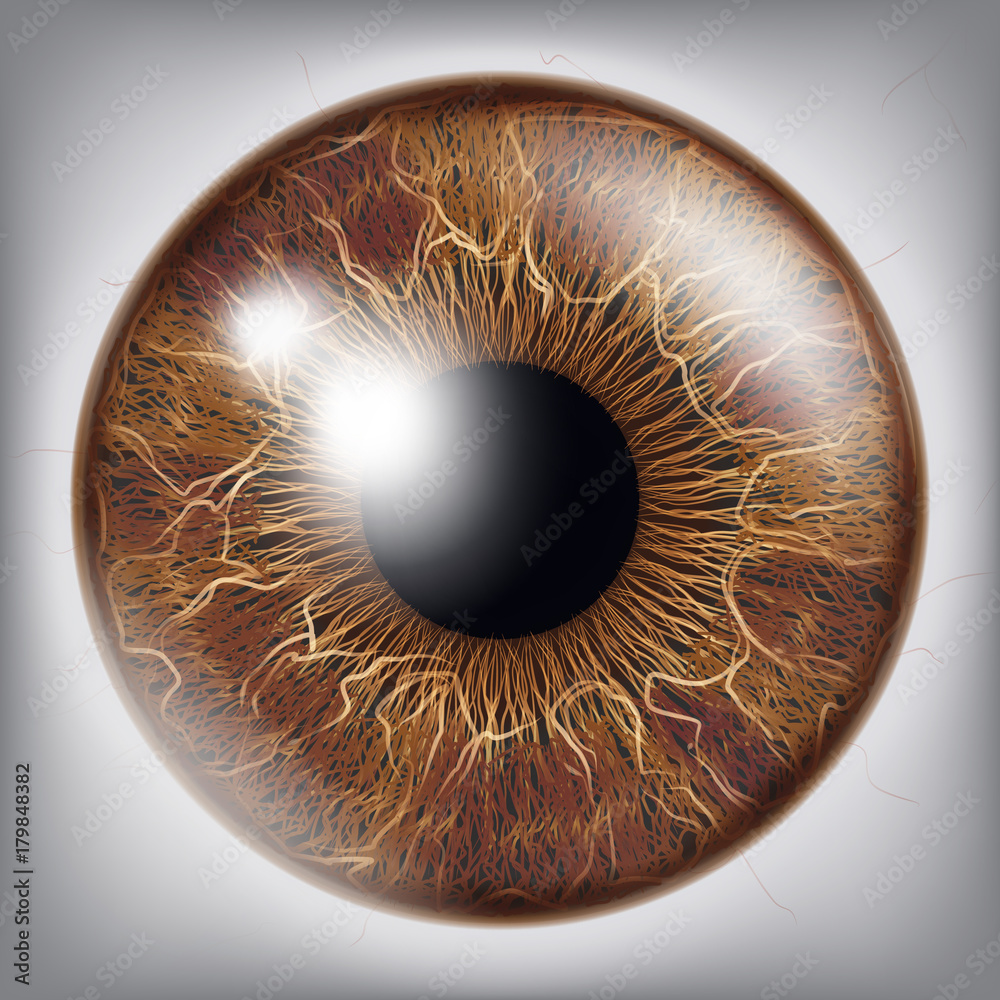 Fototapeta premium Human Eye Iris Vector. 3D Realistic Eyeball Illustration