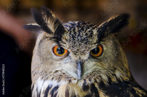 The owl has yellow eyes and a white torso with brown spots.
