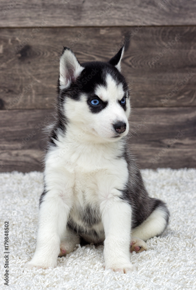 Siberian Husky puppy looking