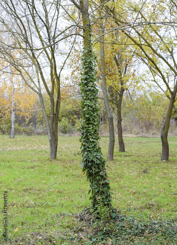 Ivy grows on the trunk of a tree. The plant is a parasite. Ivy poisonous, ivy ordinary.