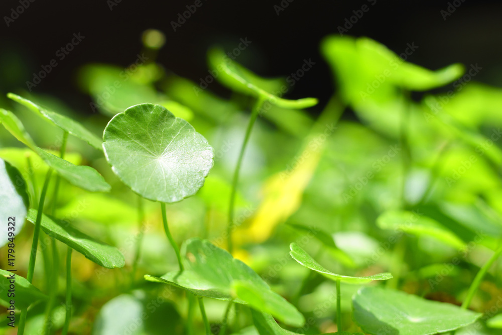 fresh and green leaf for chinese herp for healthly fresh and green leaf for chinese herp for healthly