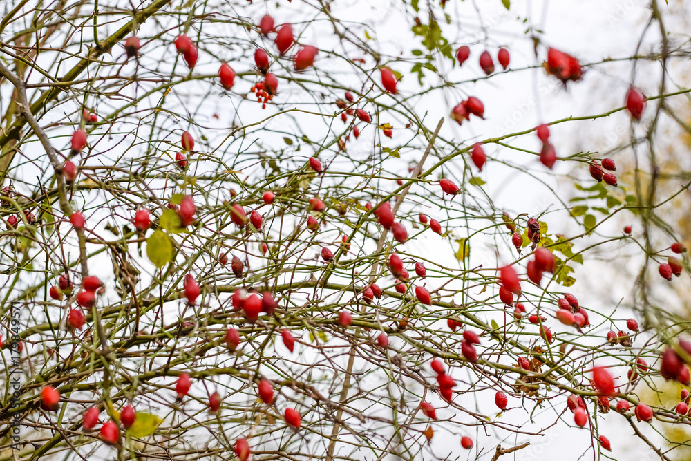 Hips bush with ripe berries. Berries of a dogrose on a bush. Fruits of wild roses. Thorny dogrose. Red rose hips. Hips bush with ripe berries. Berries of a dogrose on a bush. Fruits of wild roses. Thorny dogrose. Red rose hips.