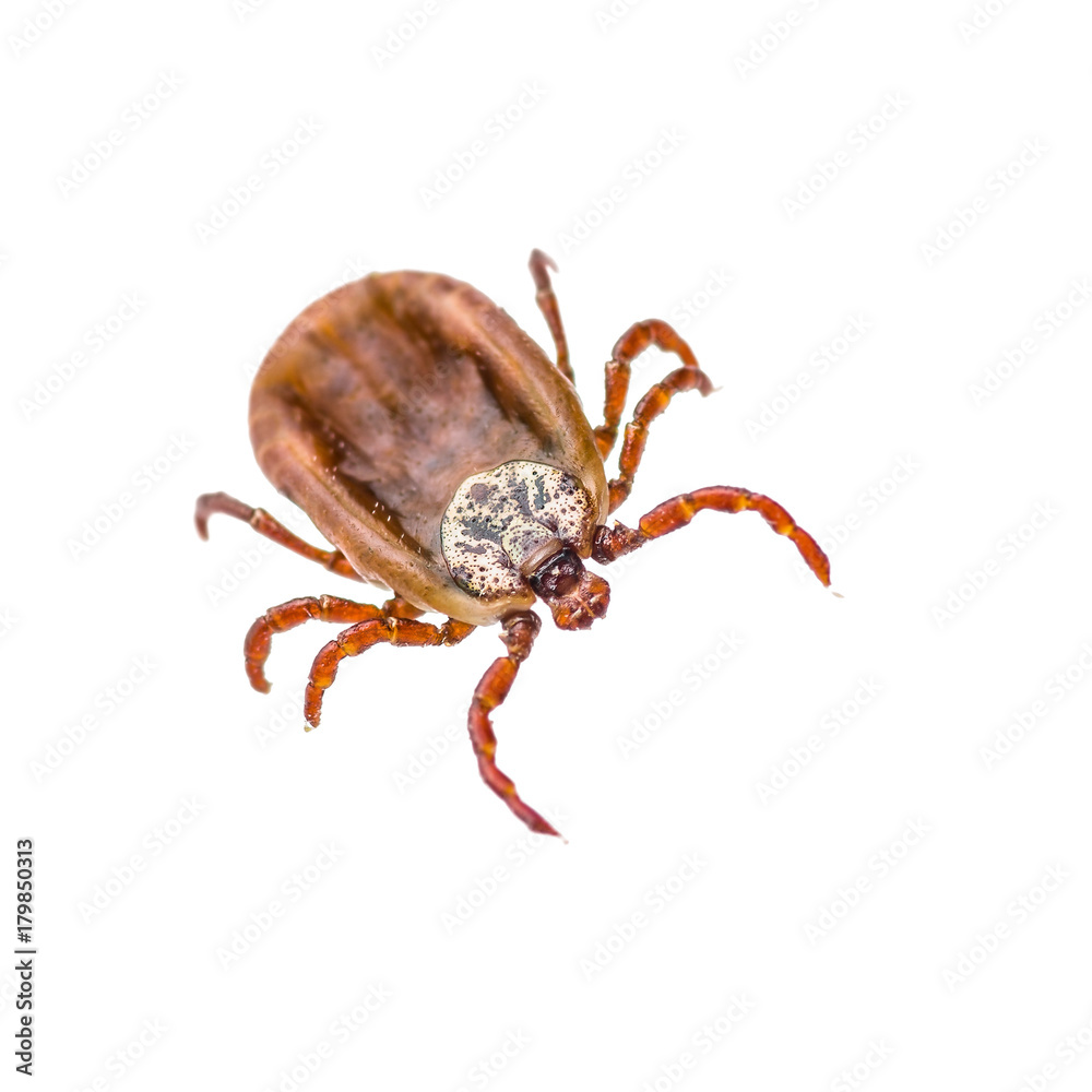 Encephalitis or Lyme Virus Infected Tick Arachnid Insect Isolated on White Encephalitis or Lyme Virus Infected Tick Arachnid Insect Isolated on White