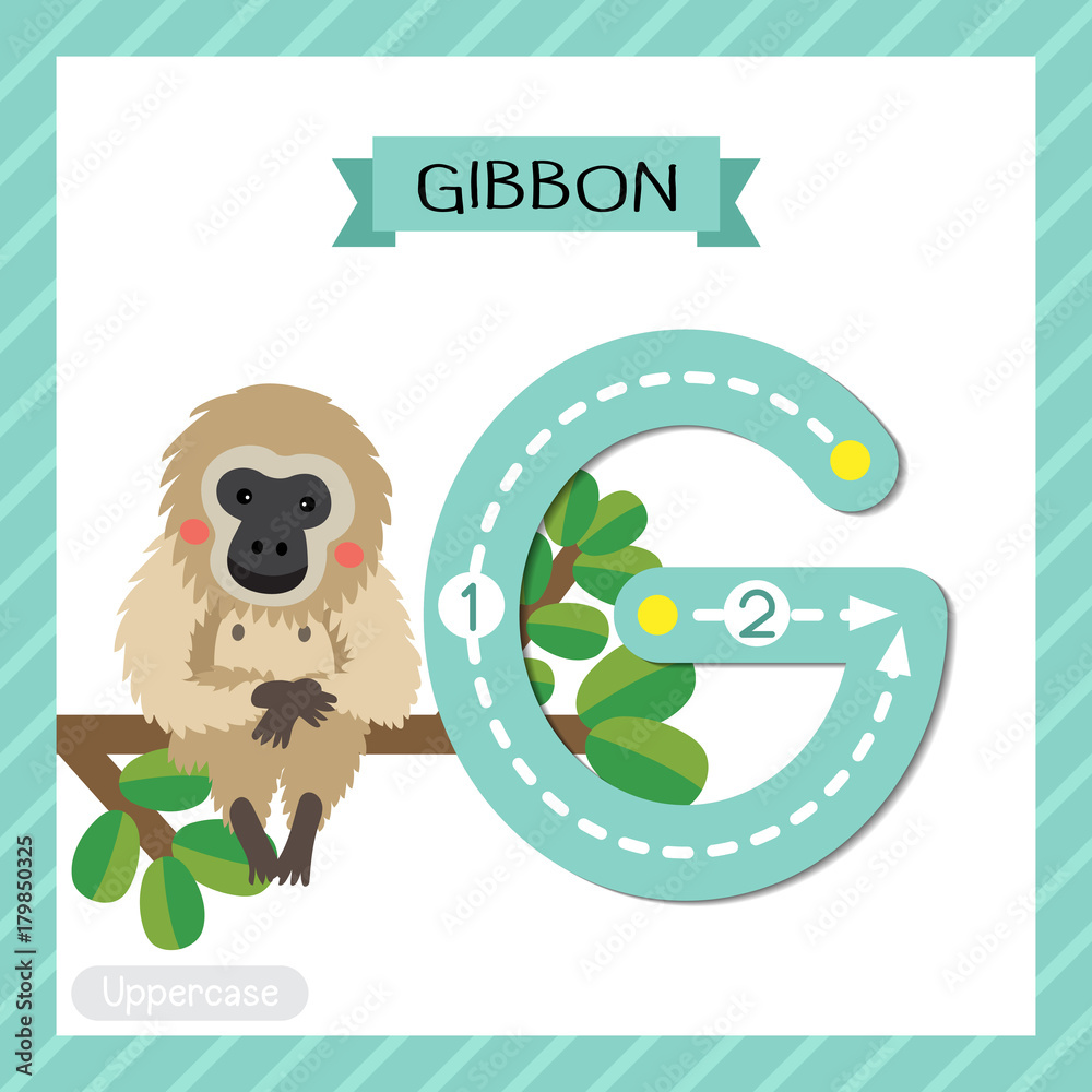 Letter G uppercase cute children colorful zoo and animals ABC alphabet  tracing flashcard of Gibbon sitting on branch for kids learning English  vocabulary and handwriting vector illustration. Stock Vector | Adobe Stock