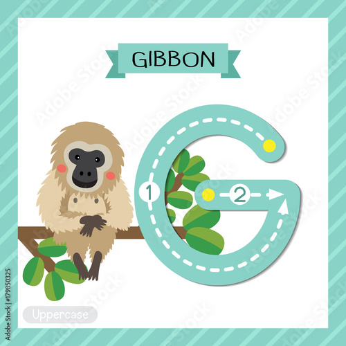 Letter G uppercase cute children colorful zoo and animals ABC alphabet tracing flashcard of Gibbon sitting on branch for kids learning English vocabulary and handwriting vector illustration.