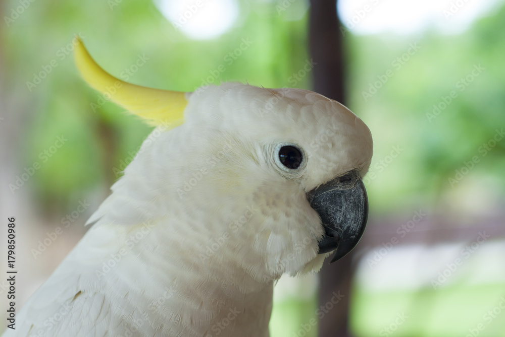 Cockatoo is hanging branches.