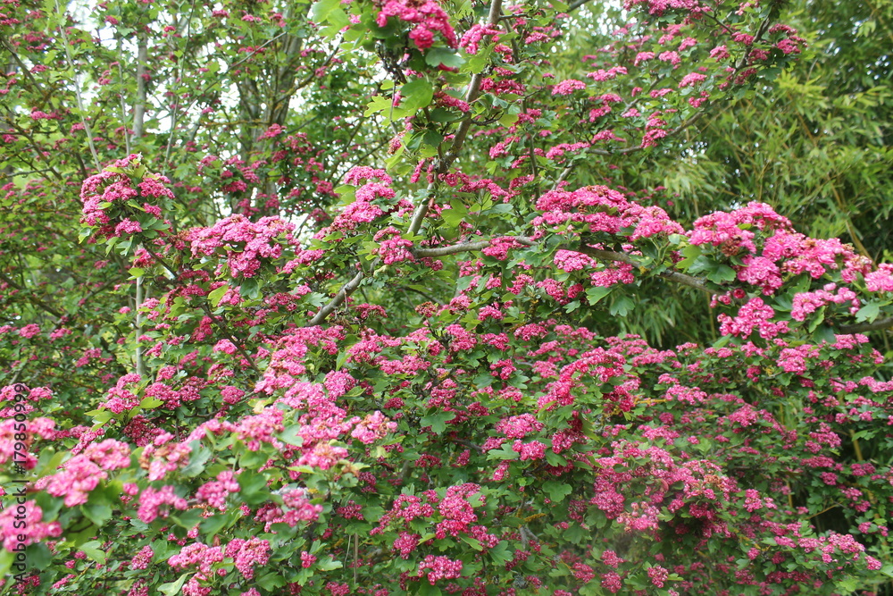 Fleurs Fleurs