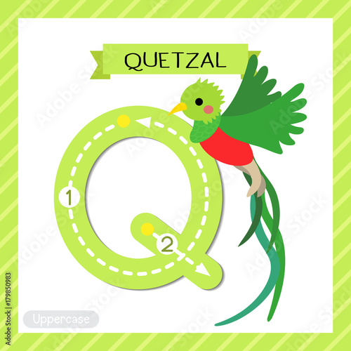 Letter Q uppercase cute children colorful zoo and animals ABC alphabet tracing flashcard of Flying Quetzal bird for kids learning English vocabulary and handwriting vector illustration.