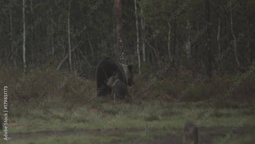 wild european brown bear in finland wild european brown bear in finland