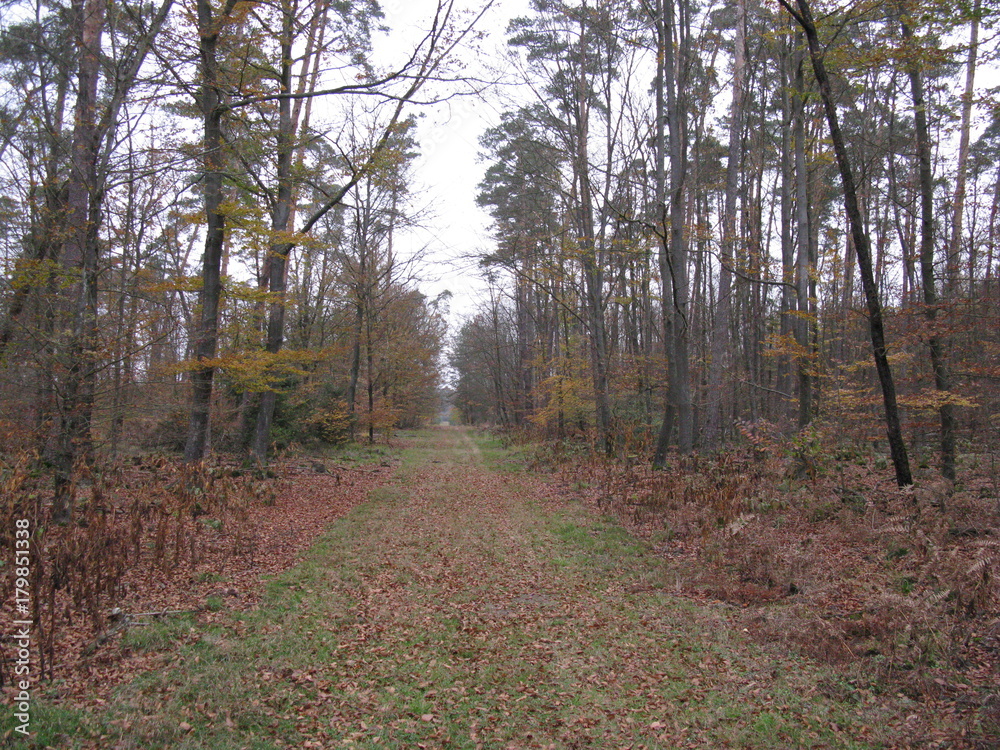 balade en forêt balade en forêt