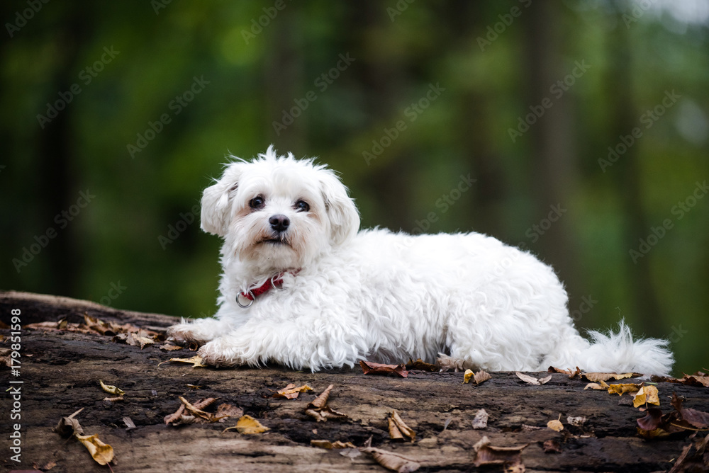 Bolonka StockFoto Adobe Stock