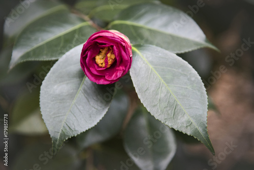 Yuletide Camellia Bloom (ID: 179851778)