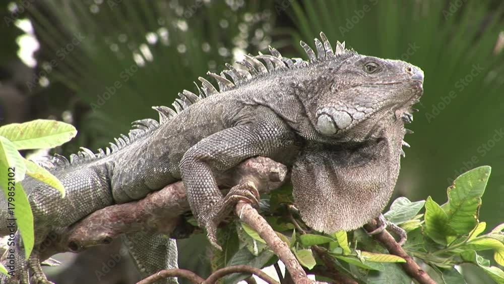 Huge Iguana on rocky coast of Galapagos Iguana. Amazing reptiles like dinosaurs. Wildlife animals. Nature of Ecuador. Herbivorous inhabitants of ocean. Huge Iguana on rocky coast of Galapagos Iguana. Amazing reptiles like dinosaurs. Wildlife animals. Nature of Ecuador. Herbivorous inhabitants of ocean.