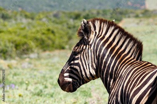 Side view of a Zebra standing