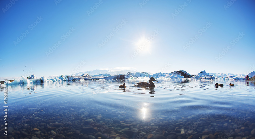 Iceland, Jokulsarlon lagoon, Beautiful cold landscape picture of icelandic glacier lagoon bay, birds in the water