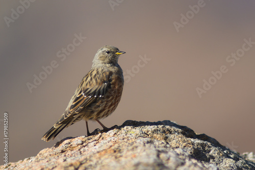 Sordone (Prunella collaris) - ritratto photo