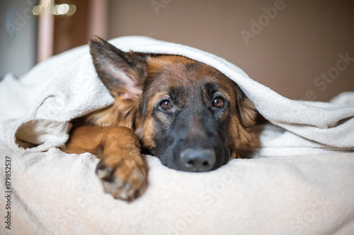 Cute German Shepherd in a blanket on bed.  Lovely dog  in home.