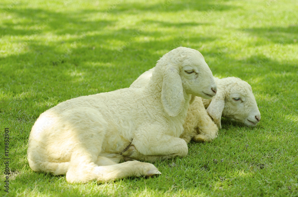 Fototapeta premium Two White sheep on a green lawn.