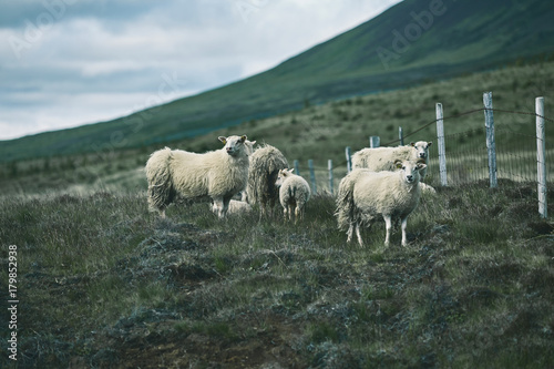 Icelandic sheep are grazing in the green Meadow in Iceland