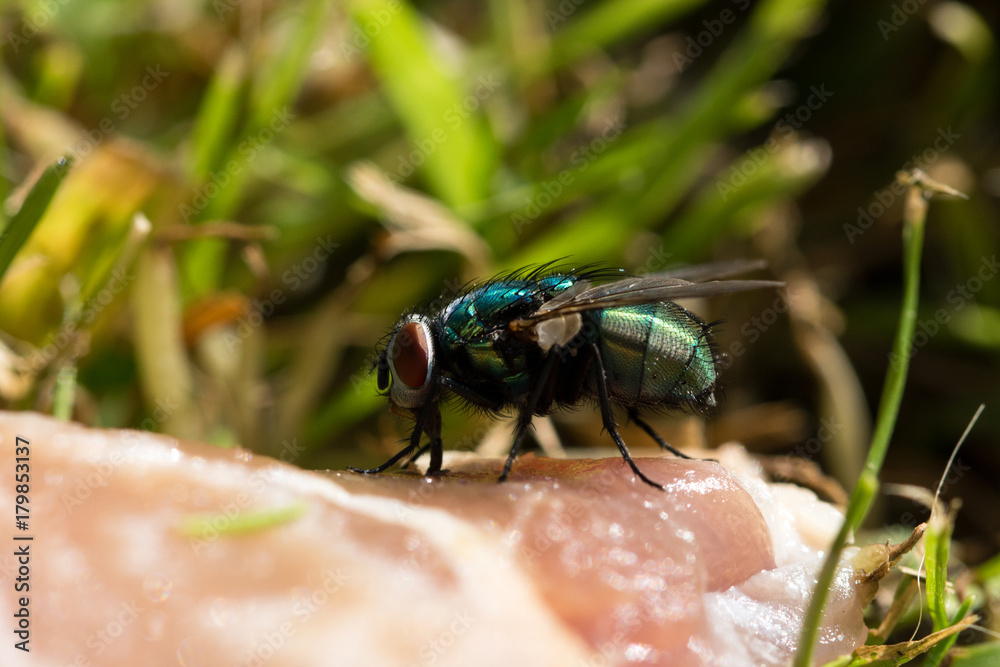 Green Bottle fly feeding on rotting meat Green Bottle fly feeding on rotting meat