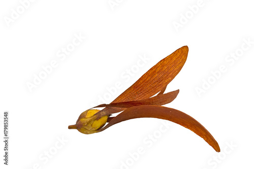 Close up  seeds Tree (Dipterocarpus intricatus , Dipterocarpus obtusifolius Teijsm ) isolated on white background.Saved with clipping path. photo