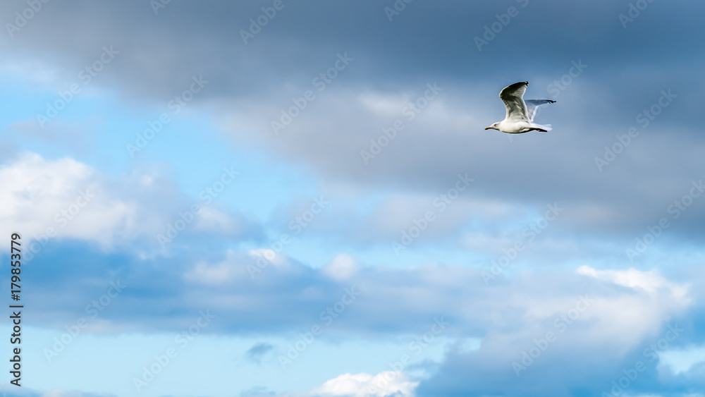 Flying seagul in cloudy blue sky