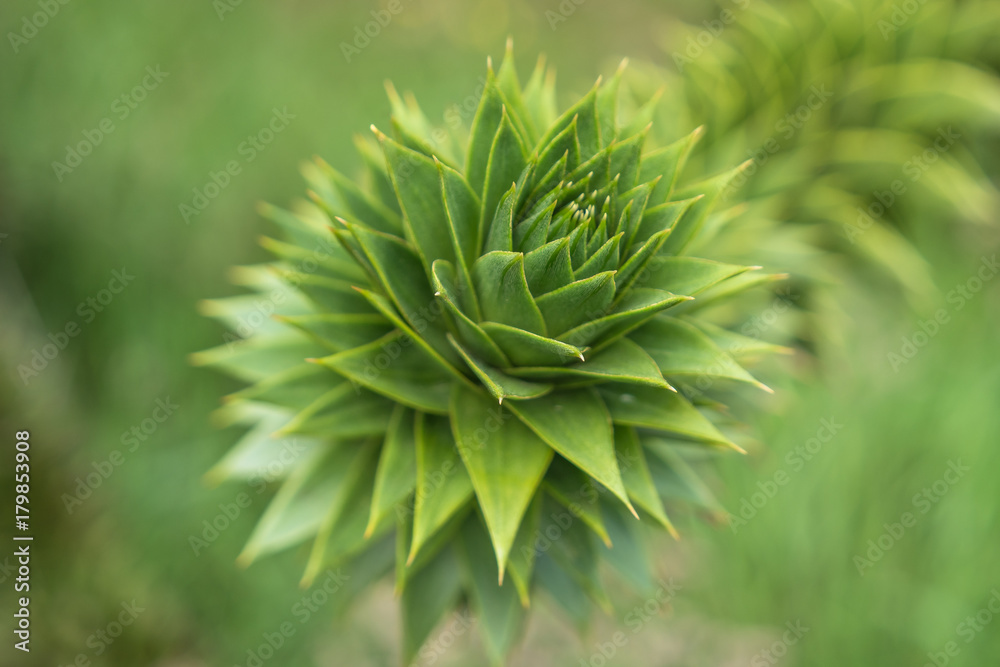 Branch of evergreen Araucaria tree, Faroe Islands Branch of evergreen Araucaria tree, Faroe Islands